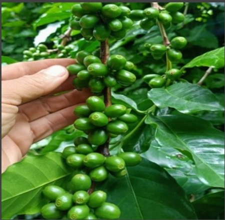 EL SALVADOR Finca Los Naranjos - Img 2