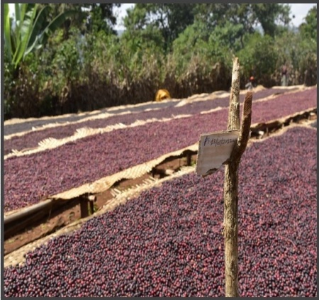 ETHIOPIA Yirgacheffe Chelichele Anaerobic Natural Oro Yeast Gr 1 - Img 2