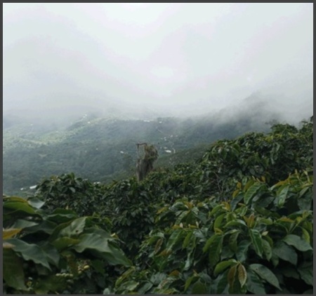 HONDURAS Finca La Antartida Honey - Img 2