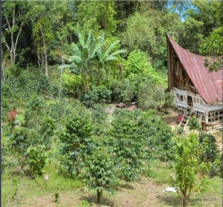 INDONESIA Sumatra Raja Toba Gr 1 Triple Picked - Img 3