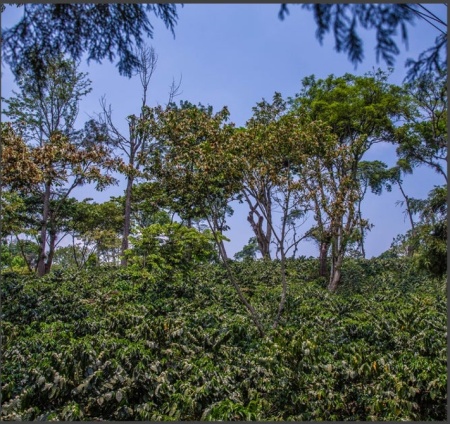 MEXIC Chiapas Altura Organic - Img 2