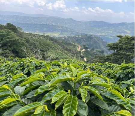 PERU Cajamarca Finca Gramalotal Gesha - Img 3