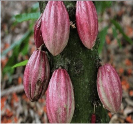 RAW COCOA BEANS - DOMINICAN REPUBLIC Hermanas Mirabal Tanama Los Robles - Img 2