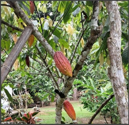 RAW COCOA BEANS -VENEZUELA Cuyagua Clarino - Img 3