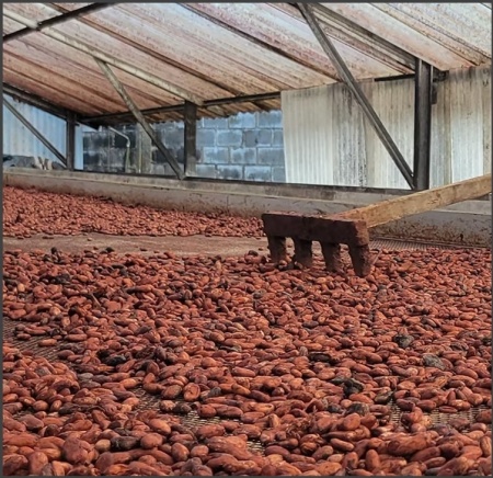 ROASTED COCOA BEANS-  PERU Marahua, San Martin - Img 4