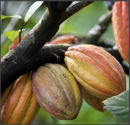 ROASTED COCOA BEANS - Solomon Island Guadalcanal - Img 2