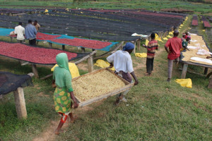 BURUNDI Nemba Kayanza Natural - Img 3