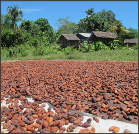 boabe de cacao
