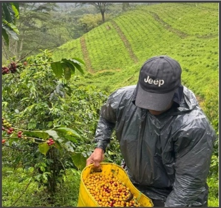 COLOMBIA Huila Finca Las Palmas Creamy Mango Co-fermented Washed - Img 2