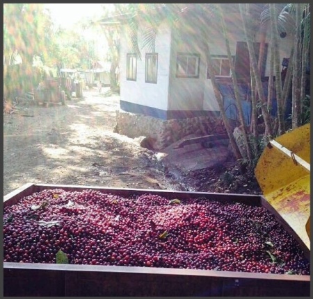 COSTA RICA Hacienda Sonora CASCARA - Dried coffee cherry pulp, seedless - Img 4