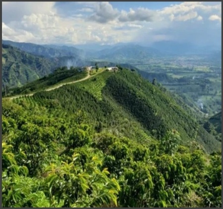 EL SALVADOR Finca Las Nubes Natural - Img 2