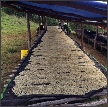 ETHIOPIA Sidamo Aletawendo - Img 3
