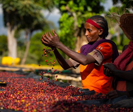 ETIOPIA Sidamo Ato Tona - Img 2