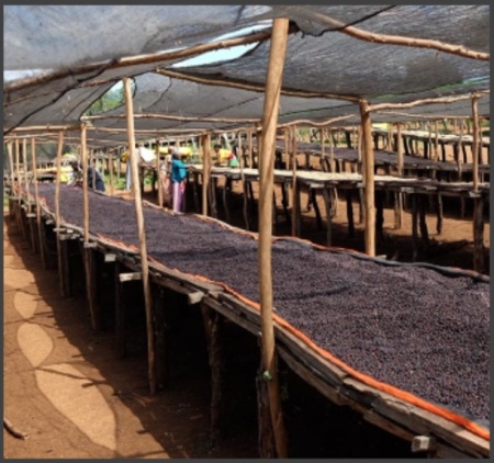 ETIOPIA Sidamo Bench Maji Geisha Kermacha - Img 2