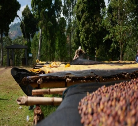ETIOPIA Sidamo Shantawene Anaerobic Natural Teff - Cereal Ferment - Img 4