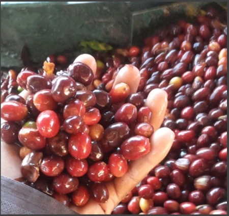 HONDURAS Finca La Antartida Honey - Img 3