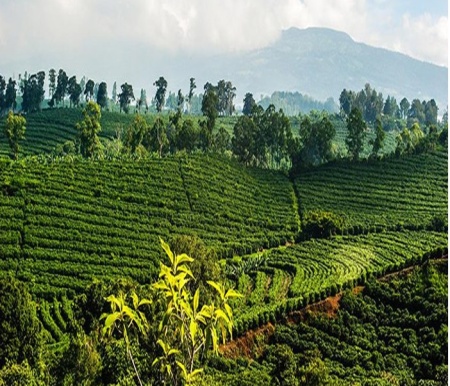 INDONESIA Java Sadayana Anaerobic Honey - Img 2