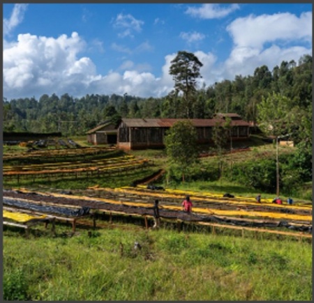 KENYA Nyeri Njuriga Anaerobic Natural 300H+ - Img 3