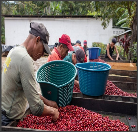 NICARAGUA Finca Agua Sarca Yellow Catuai - Img 3