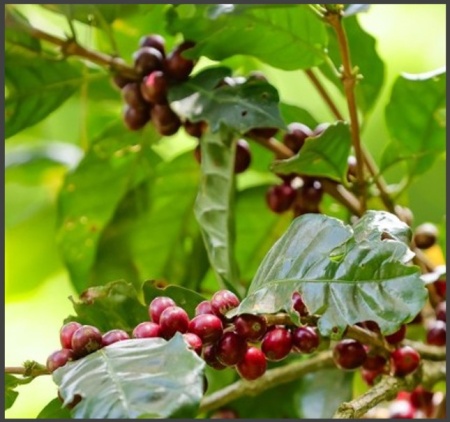 NICARAGUA Mozonte Finca La Esperanza - Img 4