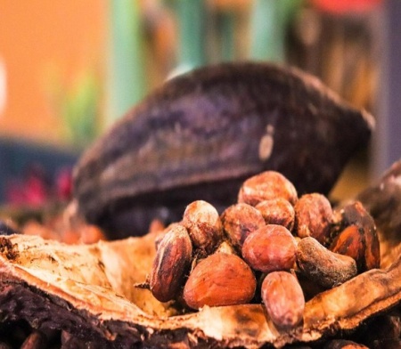 RAW COCOA BEANS - MEXIC Sierra Madre - Img 2