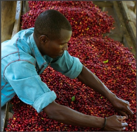 RWANDA Baho Humure Natural Red Bourbon - Img 2