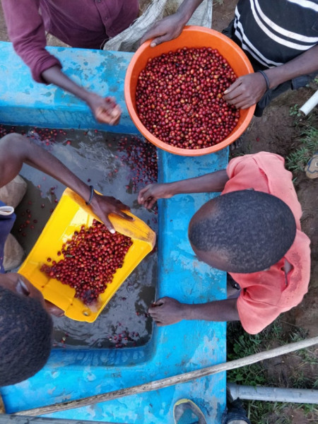 RWANDA Bugoyi Baho Red Bourbon - Img 5