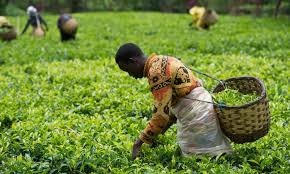RWANDA Muzo Honey - Img 4