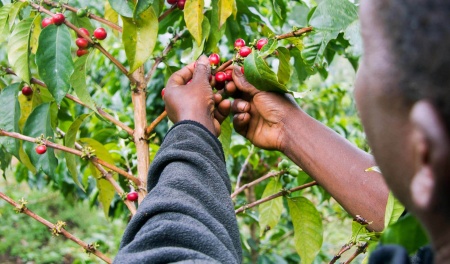 RWANDA Ngoma Natural - Img 2