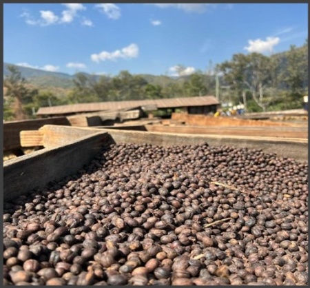 TANZANIA Robusta Bukoba - Img 2