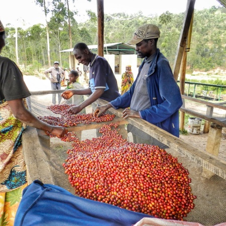 BURUNDI Gahahe Kayanza Washed - Img 4