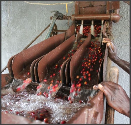 BURUNDI Gakenke Kayanza Honey - Img 3