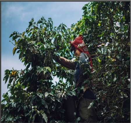 COLUMBIA Antioqua Finca Capilla De Rosario Coconut Co-fermented - Img 3