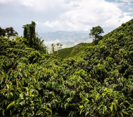 COLUMBIA Excelso EP Tolima Planadas - Img 2