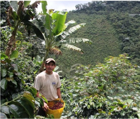 COLUMBIA Excelso Valle del Cauca Marchalii - Img 2