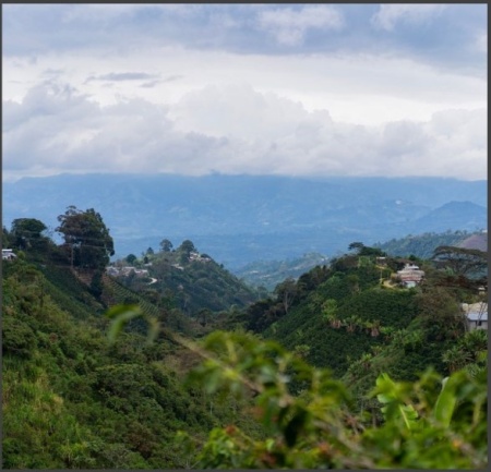 COLUMBIA Finca La Divisa Pink Bourbon - Img 3