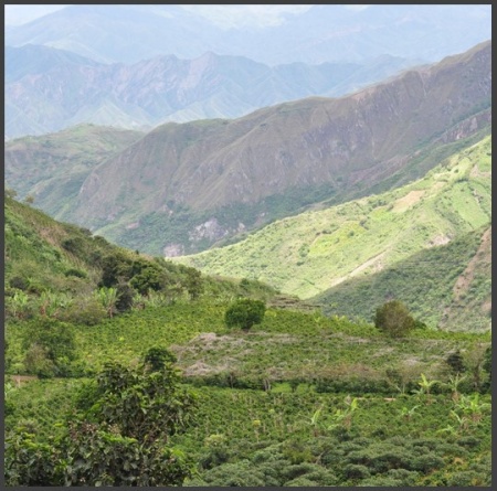 COLUMBIA Finca Las Brisas Gesha - Img 5