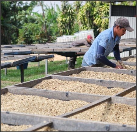 COSTA RICA El Cerro San Luis Micromill Yellow Honey - Img 5