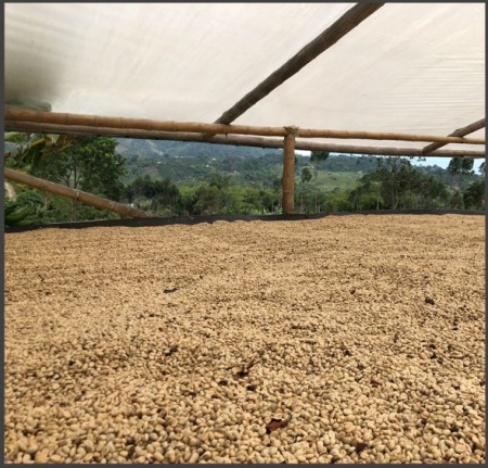 DECAF COLUMBIA Tumbaga Sugarcane - Img 5