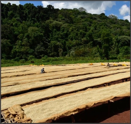 DECAF ETIOPIA Sidamo CO2