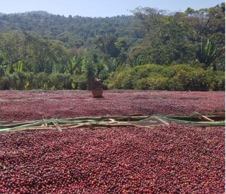 ETHIOPIA Yirgacheffe Dilla Zuria - Img 4