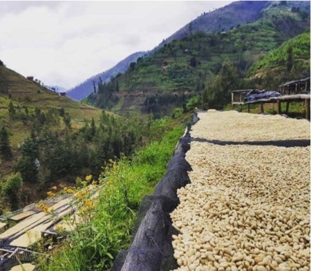 ETIOPIA Sidamo Shantawene - Honey Wine Fermentation - Img 4