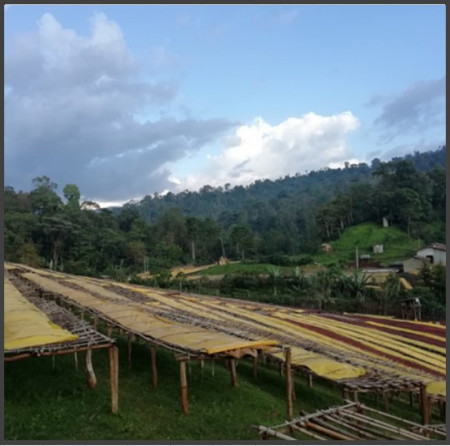 ETIOPIA Yirgacheffe Aricha Washed Gr.2 - Img 2