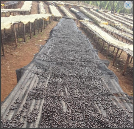 ETIOPIA Yirgacheffe Banko Gotiti Natural Gr.1 - Img 2