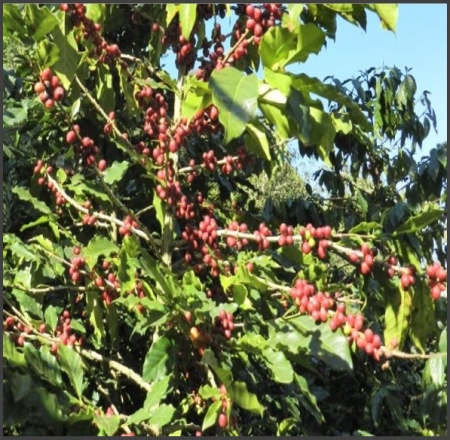 GUATEMALA Alotenango Natural - Img 2