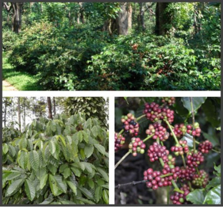 INDIA Cherry A - ROBUSTA - Img 2