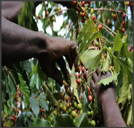 KENYA Kiri Kirinyaga AA TOP - Img 3