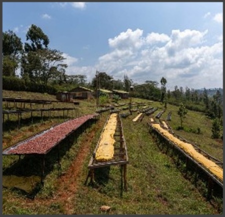 KENYA Nyeri Ndurutu Anaerobic Natural - Img 4