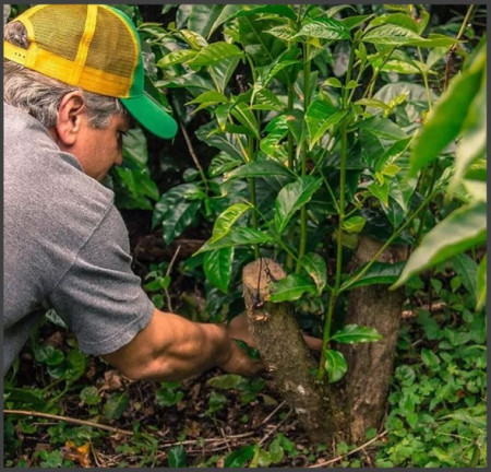 PANAMA Chiriqui Carmen Estate - Img 2