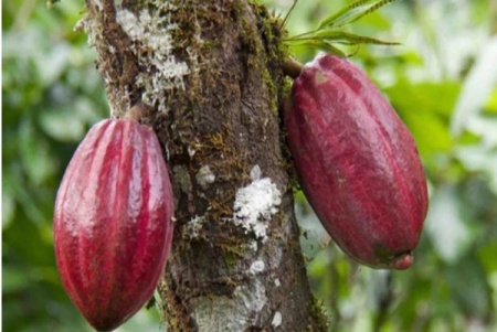 RAW COCOA BEANS - VENEZUELA Amazonas Caicara Piaroa - Img 4